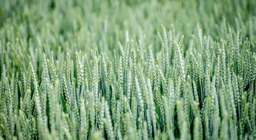 Minden szem számít: a Syngenta technológiája mennyiségben és minőségben is előrelépést hozott