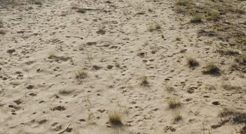 Mozgó homokdűnék tűnnek fel a Duna–Tisza közén, már nem sok választ el bennünket ettől a sivatagi képtől