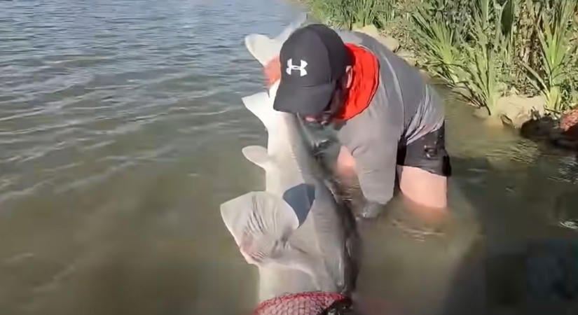 Kifogták Godzillát, a 70 kilós beluga tokhalat, aki öt év alatt jól betömegelt