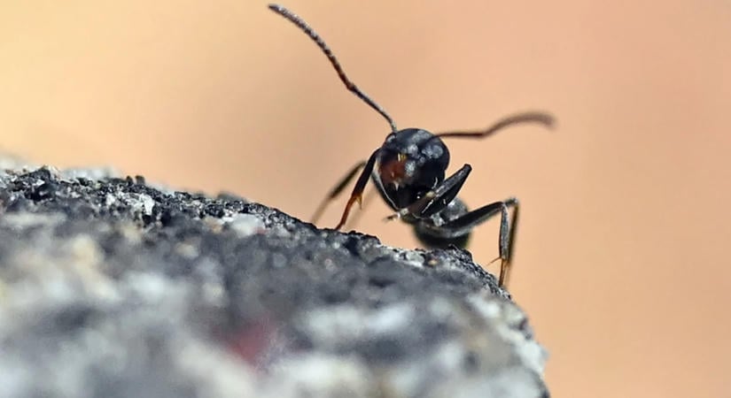 Évtizedek óta dúl a véres háború két rivális hangyakolónia között