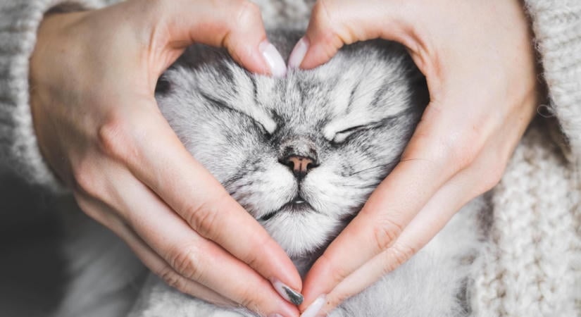 A Nestlé Purina büki gyárában az alapanyagok több mint fele magyar
