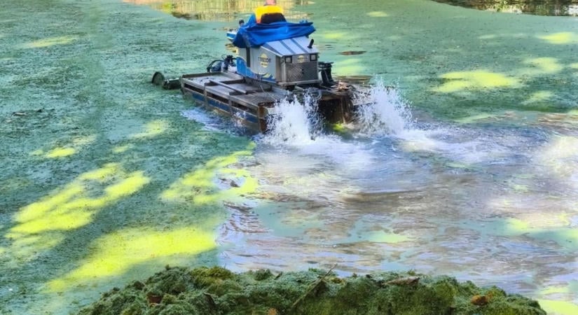 Zöld szörny telepedett a Bodrogra – már dolgoznak az eltávolításán (fotók, videó)