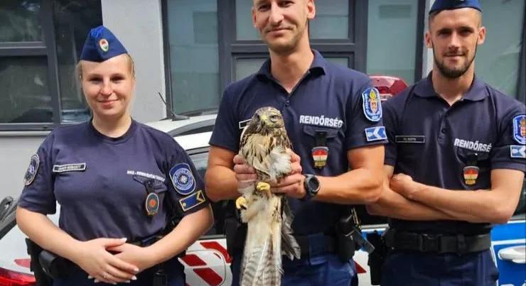 Rendőrök fogták be az egerészölyvet, aki embereknek ment Budán