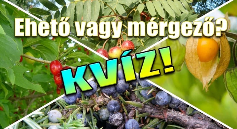Kvíz: Bizonyítsd be, hogy tudod! Találd el hiba nélkül, melyik bogyó ehető és melyik mérgező!