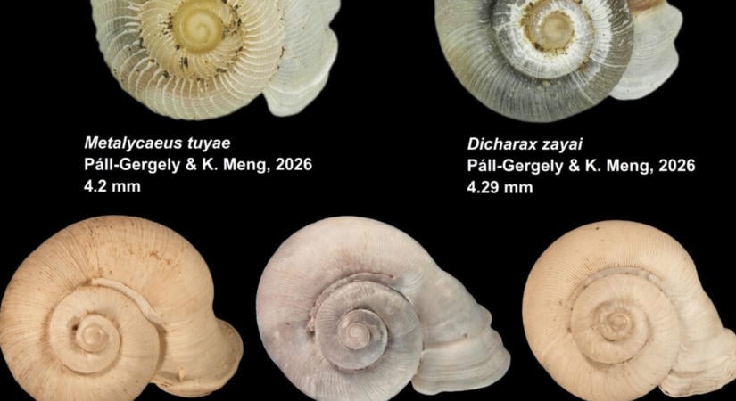 Öt új fajjal bővült az ismert állatvilág egy magyar kutató munkájának köszönhetően