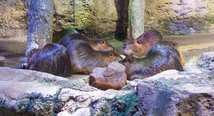 Mindenki róluk beszél, hősként ünneplik őket: tüneményes hódkolónia mentette meg a vasútállomást