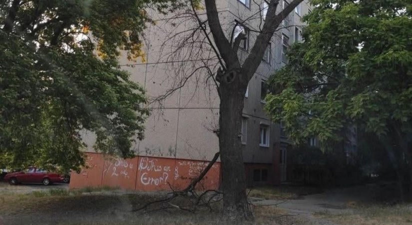 Balesetveszélyes, korhadt fa veszélyezteti az autót a parkolóban? Mutatjuk, mit lehet tenni