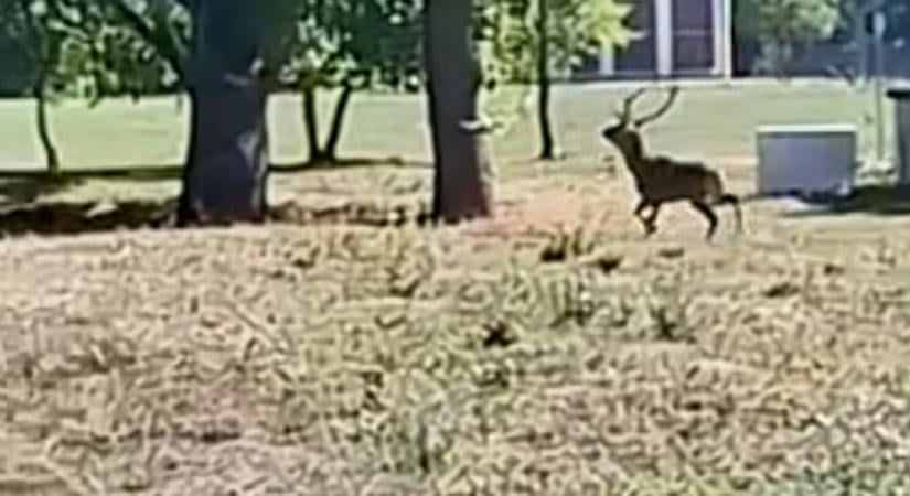 A látogatók szeme láttára lőttek rá egy szarvasra a keszthelyi Vadászati Múzeumban