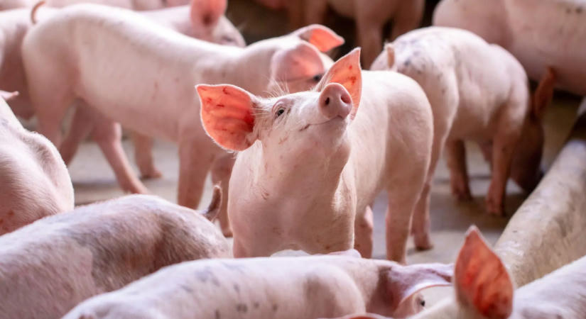 Mesterséges intelligenciával javítaná az állatjólétet a REWE Group