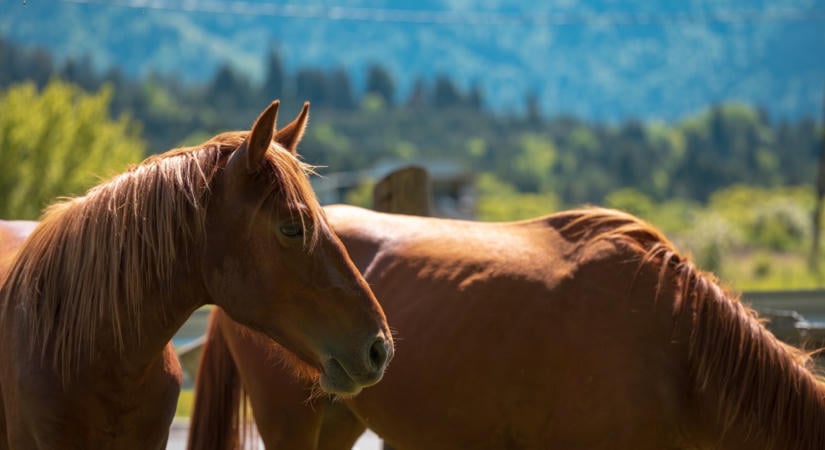 Tömegbe hajtottak a megbokrosodott lovak Kiskunfélegyházán: öten megsérültek a szüreti felvonuláson