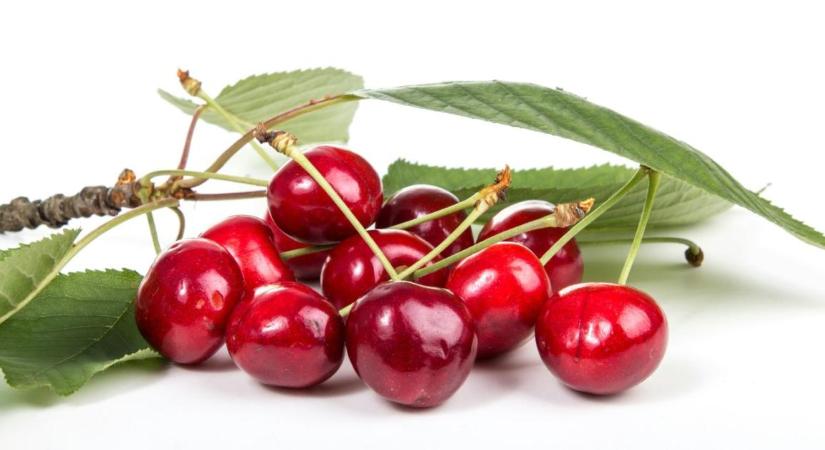 A cseresznye növekedése emiatt állhat meg érés közben! A vízhiányra is figyelni kell!