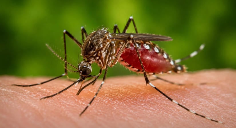 Dengue-láz-járványt hirdettek a Fülöp-szigetek déli részén