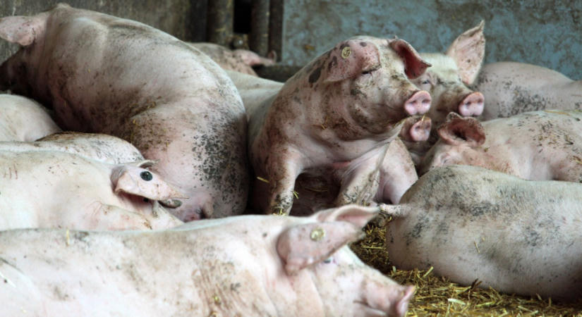 Több mint ezer sertés pusztult el a lángok között