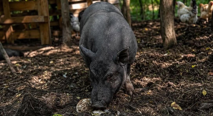 Véget ért a bizonytalanság: épségben hazatért a botfai Prézli