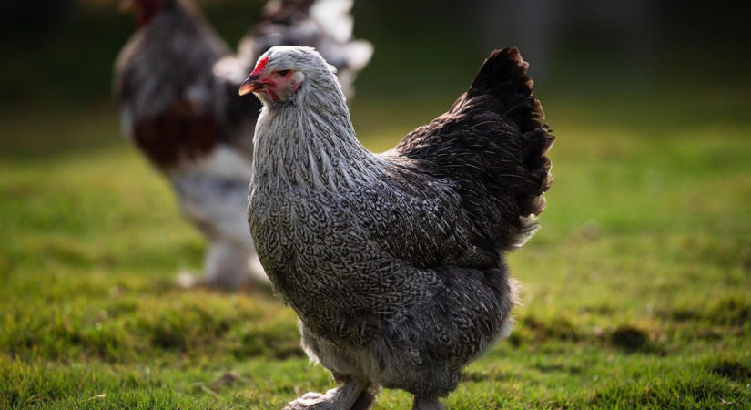 51 csirkefajta, amely könnyen tartható a ház körül