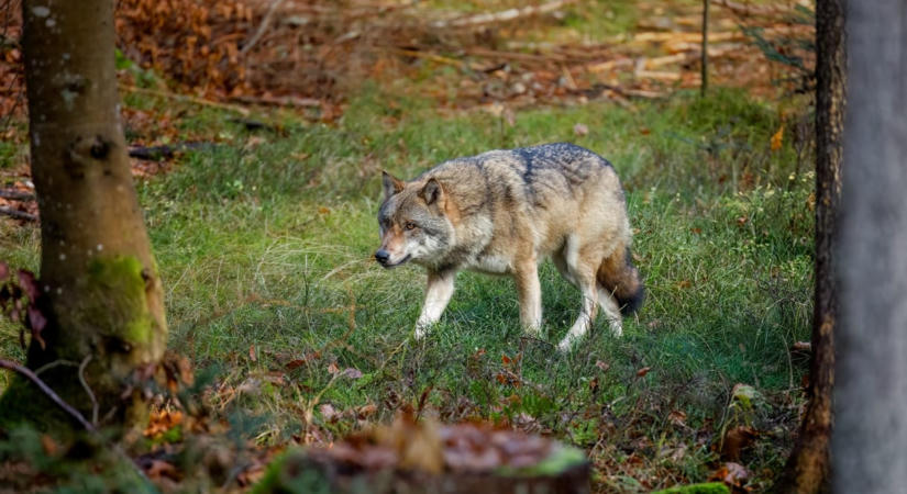 Farkasfalka támadt juhokra Kazincbarcika határában