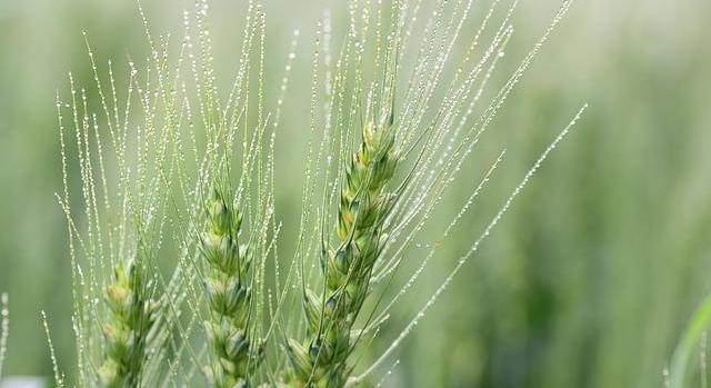 Civil szervezetek nyílt levélben követelik, hogy a kormány védje meg Magyarország GMO-mentességét