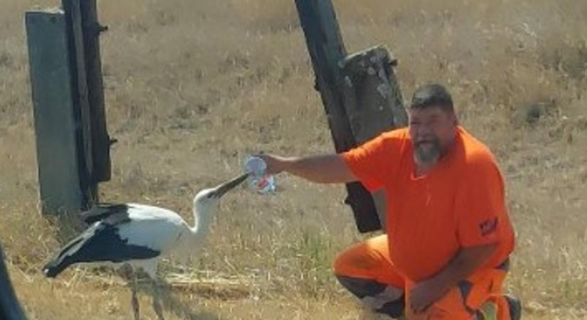 Megszólalt a Blikknek Árpád, a gólyaitató közutas: „A gyerekeim örültek, hogy megmentettem egy szomjazó állatot”