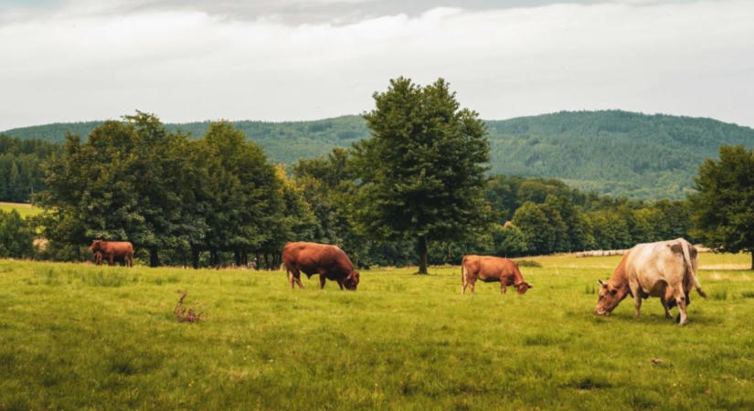 Mit hozhatnak a gazdaságnak a pihenő legelők az áttelelés során?
