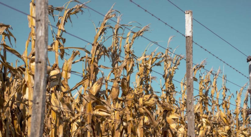 A szakadék szélén: megmentheti az EU a nyári hőségtől megbénult agrárágazatot?