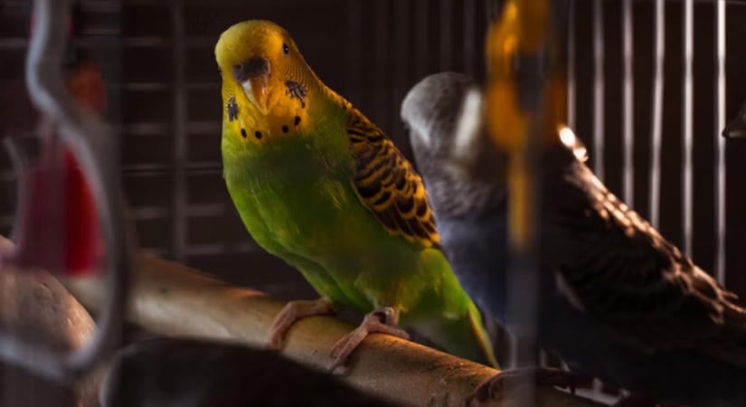 Sötét van már? A nappali lámpája a madár belső óráját is átírhatja