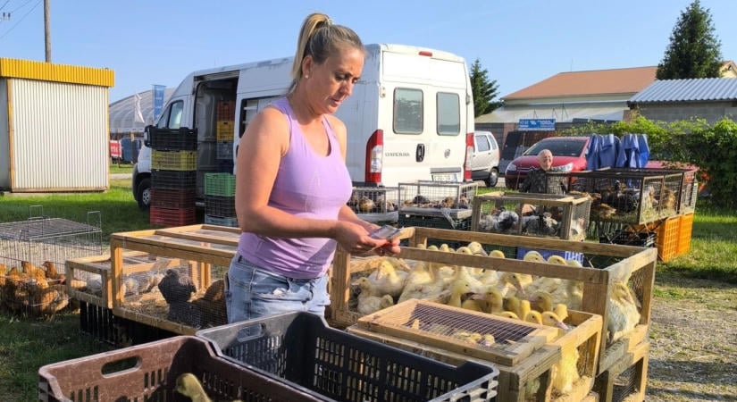 Új piactér, művelődési központ és tanuszoda - Kisbér idén rendesen rákapcsolt