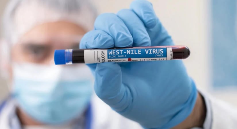 Nyugat-nílusi vírus: ötre nőtt a halálos áldozatok száma Hollandiában