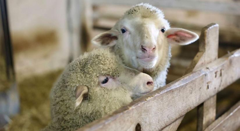 Pestis a szomszédban: nem sikerült kordában tartani, újabb kitörést jelentettek Romániában