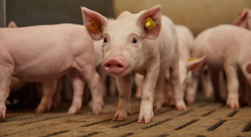Genetikaváltással a jövedelmezőbb sertéstartásért – új lehetőségeket hoz az Axiom  VIDEÓ
