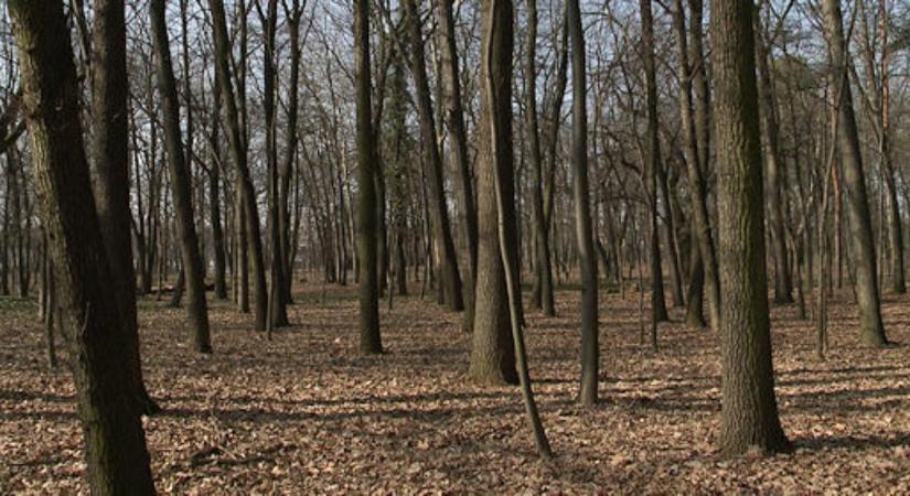 Kezdődik az Erdők Hete országos rendezvénysorozata