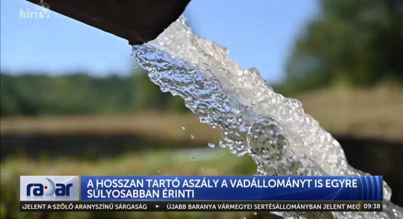 Súlyos aszály pusztít a Mecsekben: bajban a vadállomány