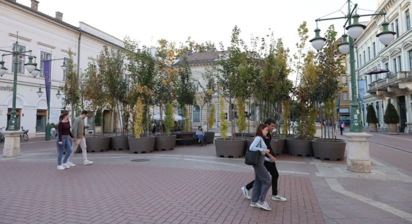 Szokatlan liget jelent meg Szeged belvárosában – a fáknak már „útitervük” is van