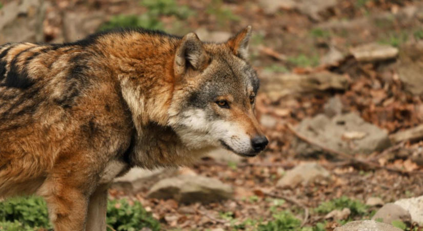 Farkasok: már a lakott területektől sem félnek?