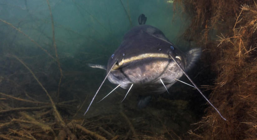 Különleges ajándékot adott a Tisza egy szerencsés embernek