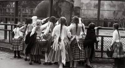 Sissi zsiráfjától az első lombikorrszarvúig – 160 éves a Budapesti Állatkert