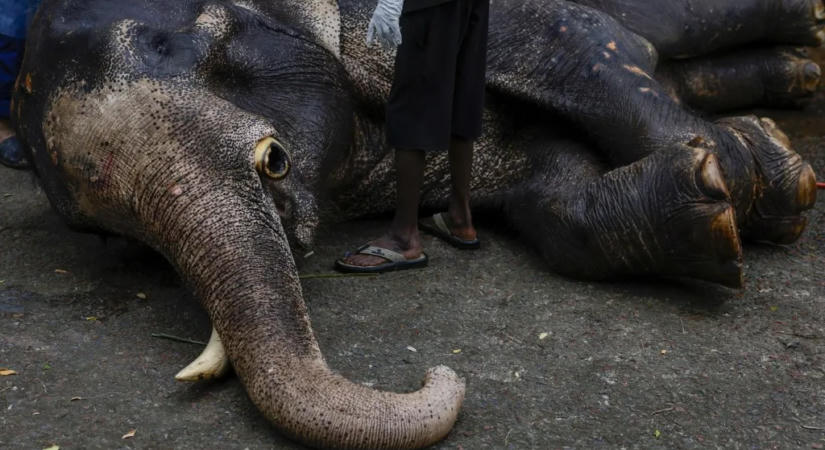 Tizenhat elefánt elpusztult Kenyában
