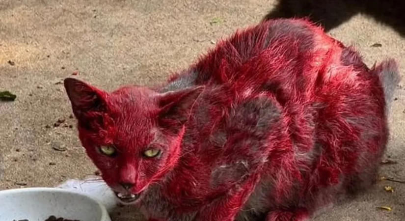 „Pokolbéli” vörös macska tartja rettegésben a környéket – figyelmeztették a lakosságot, hogy senki ne közelítse meg