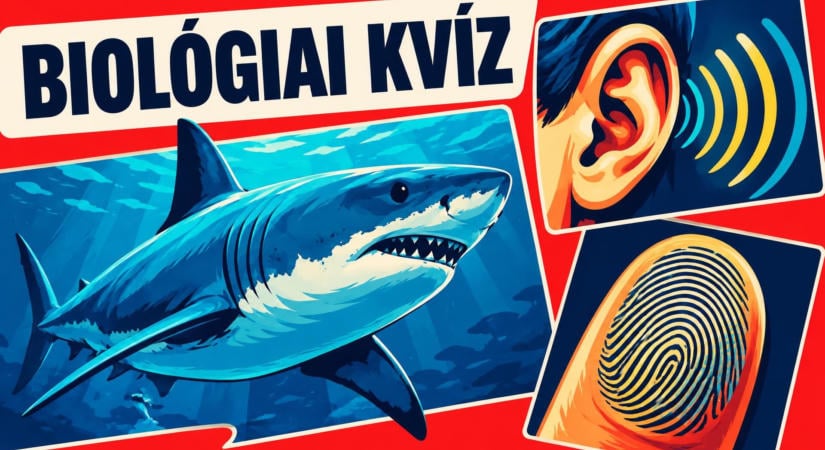 Élővilág közelről: biológiai kvíz a megfigyeléstől a megértésig