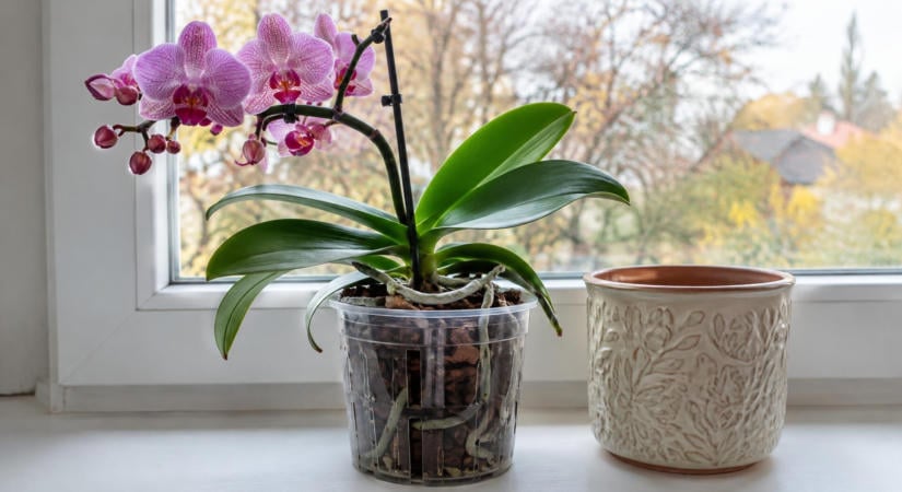 Az orchidea őszi öntözése egészen más, mint nyáron, sokan mégis ugyanúgy locsolják