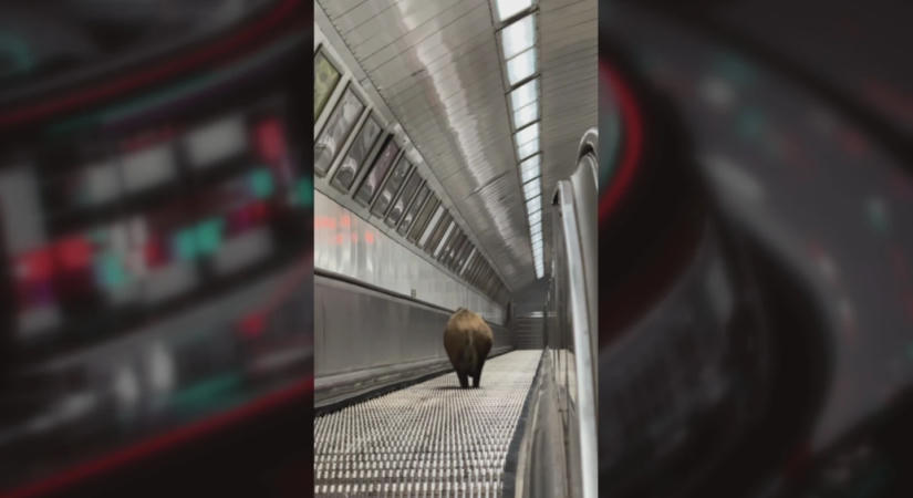 Videón, ahogy átúszik a Dunán a Kossuth térre tévedt vaddisznó