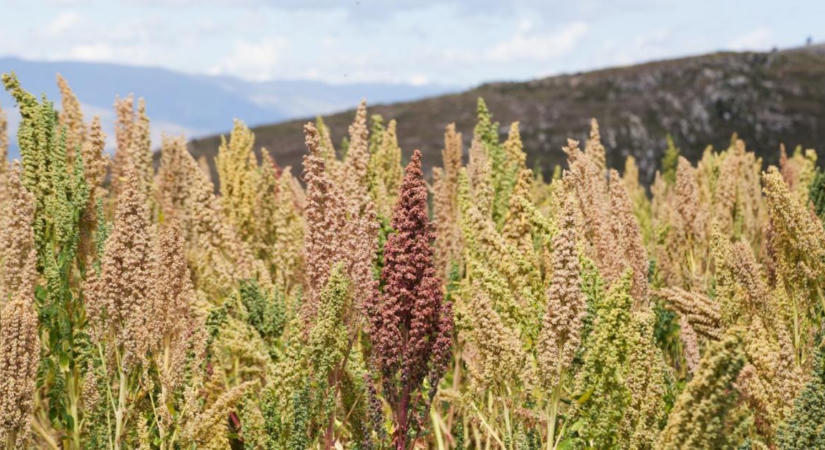 Quinoa helyett klímatűrő búza lehet a jövő a német földeken