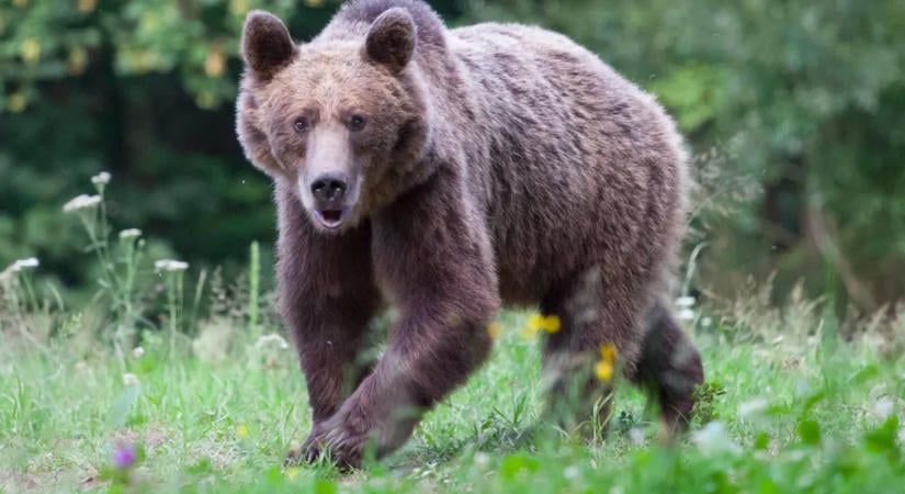 Két medve bukkant fel Szabolcsban, veszélyre figyelmeztetik a kirándulókat
