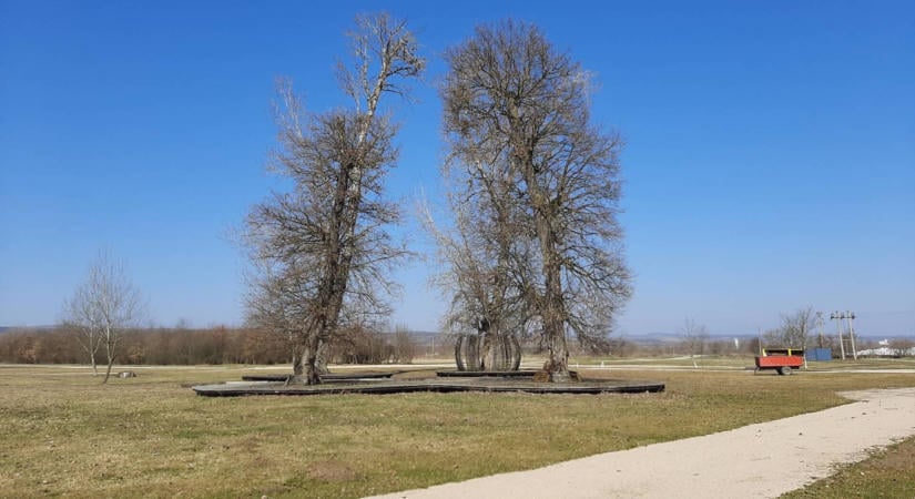 Híres idős fák utódait vizsgálják és szaporítják a MATE-n
