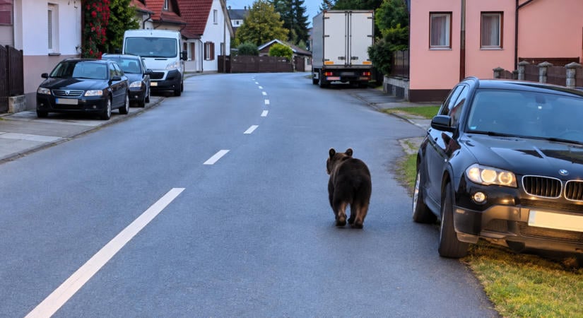 Az anyját kereste a reggeli csúcsforgalomban egy medvebocs Magyaró területén (VIDEÓ)