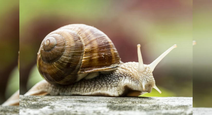 Egy biológus elmagyarázta, mi vonzza a csigákat a kertbe