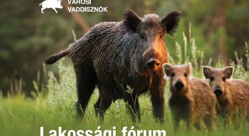 Mit tehetünk a vaddisznók távoltartásáért? – Lakossági fórumokat tartunk a témában több helyszínen is