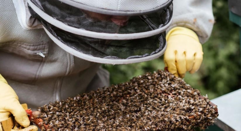 Fertőzések kényszerítik térdre a méhészeket, itt a lista a Veszprém megyei, betegség miatt zárlatokról