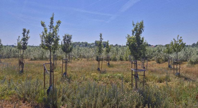 Nem véletlen, hogy üresen maradnak egyes helyek – ezt tudni kell a faültetésről a városban
