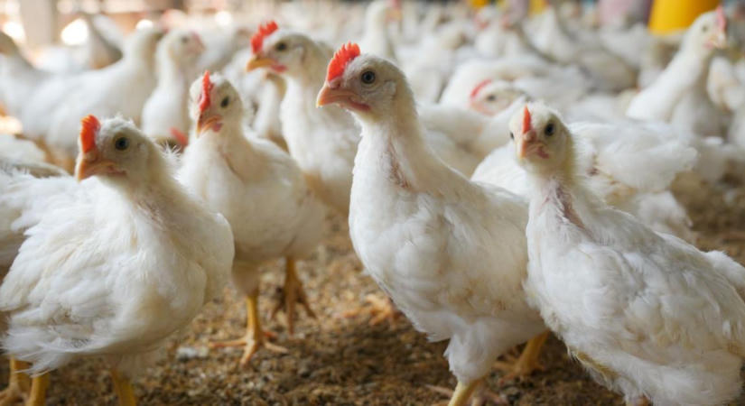 Fordult a kocka a csirkepiacon? Meglepő hírek érkeztek