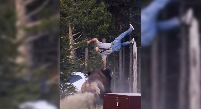 Bölény dobott levegőbe egy turistát a Yellowstone-ban